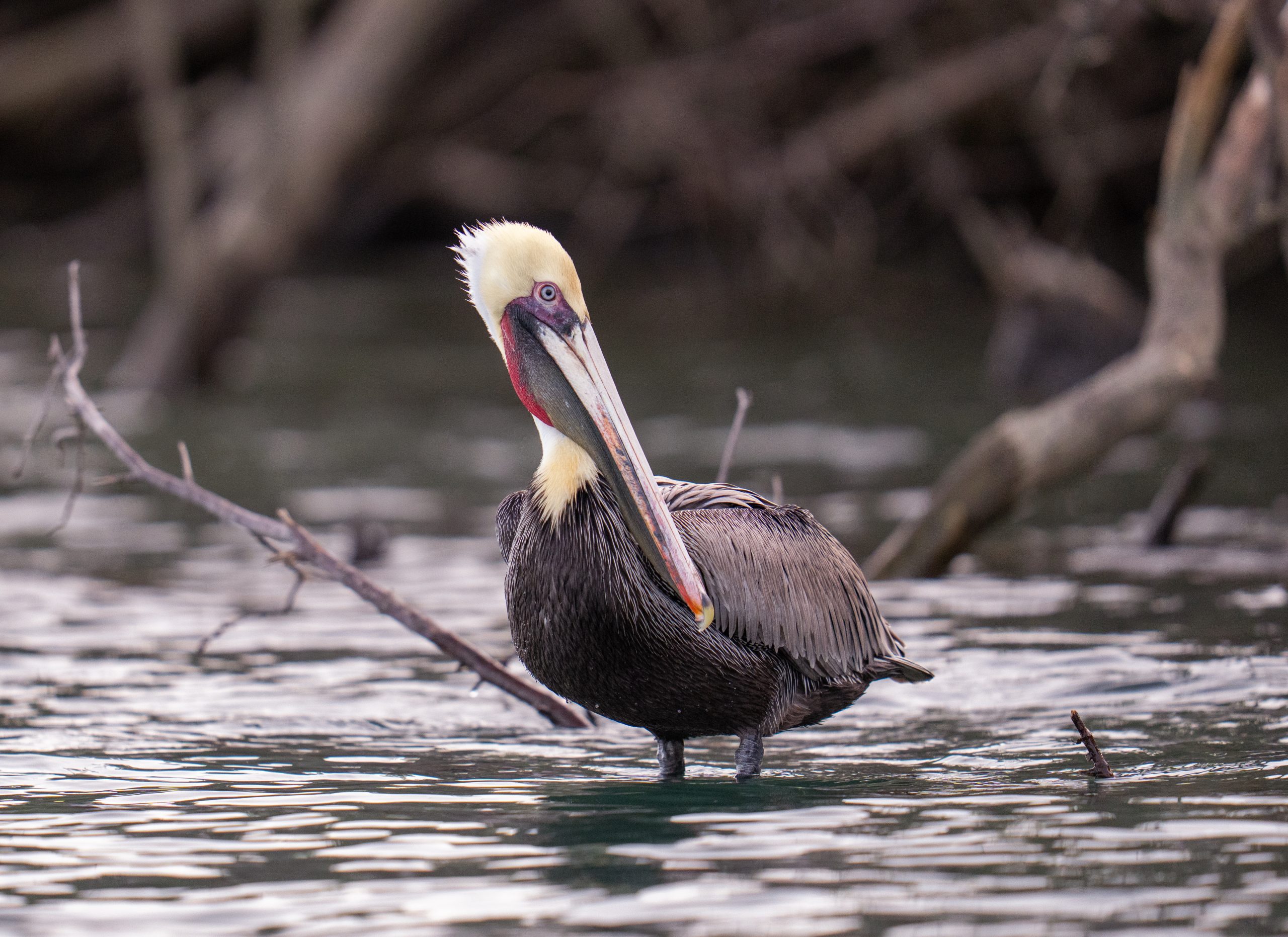 Lone Brown pelican in Puerto Adolfo López Mateos, Baja Sur California, Mexico. January 2026