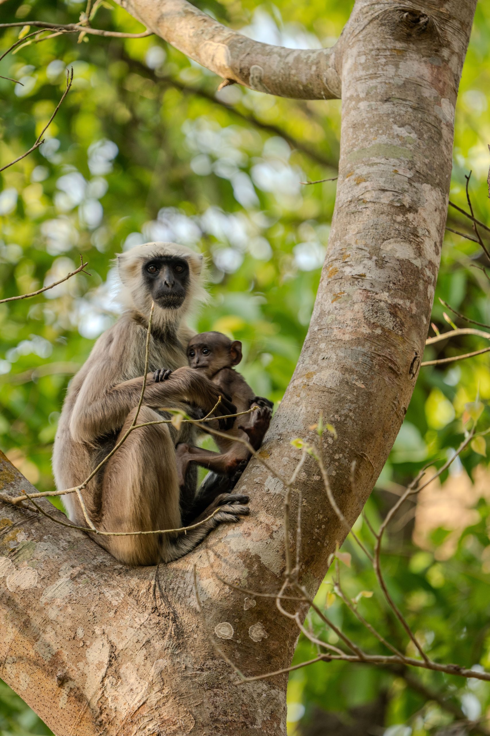 A gray langur sits on a thick tree branch in a lush green forest, holding a small baby close to its chest. The adult looks directly toward the camera while the infant peeks out from its embrace, framed by the tree's curved trunk and surrounded by soft, sunlit foliage in the background. Chitwan National Park. April 2025