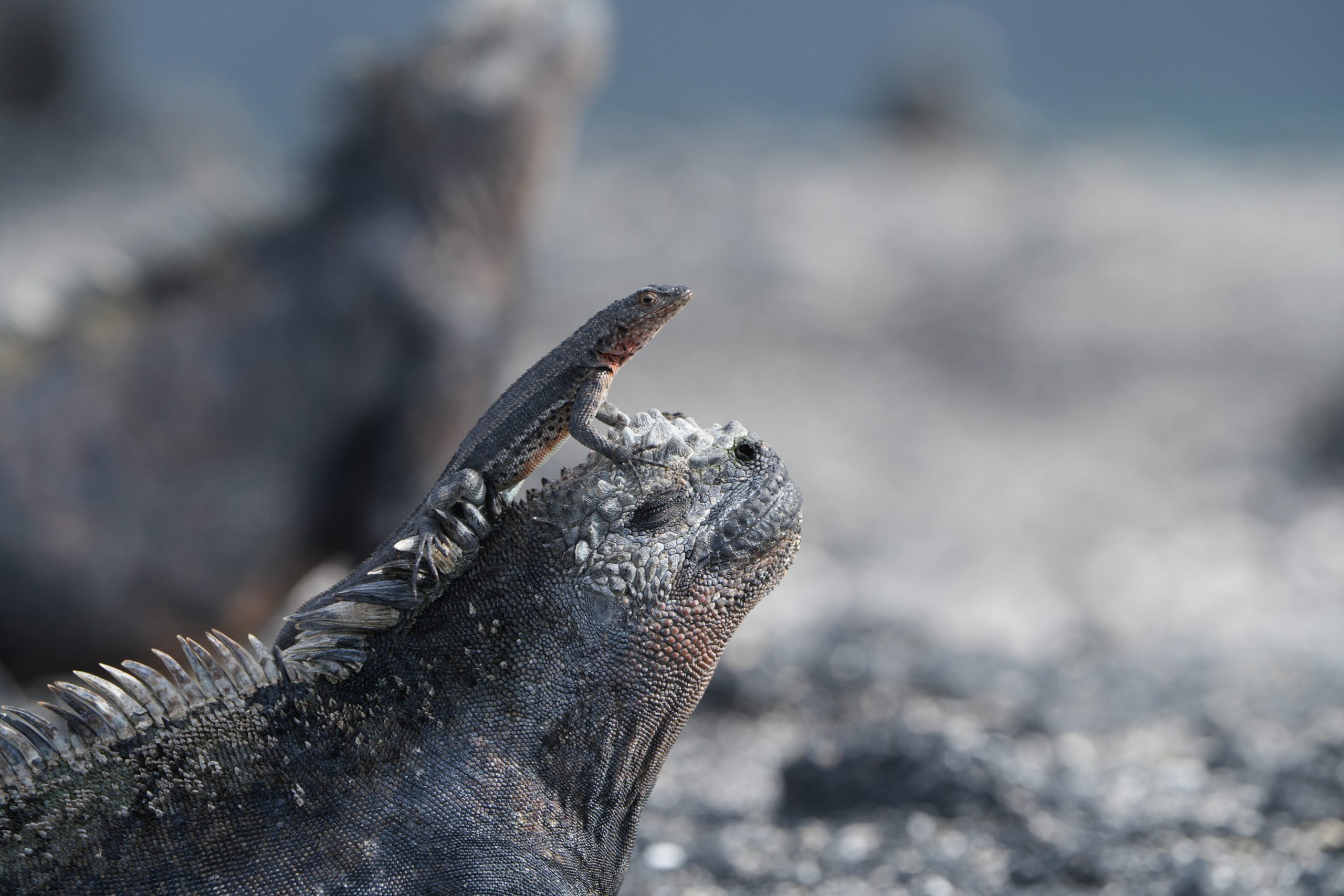 A small lava lizard perches on the head of a marine iguana as the two reptiles rest on black volcanic rocks in the Galápagos Islands. Galapagos Islands 2025