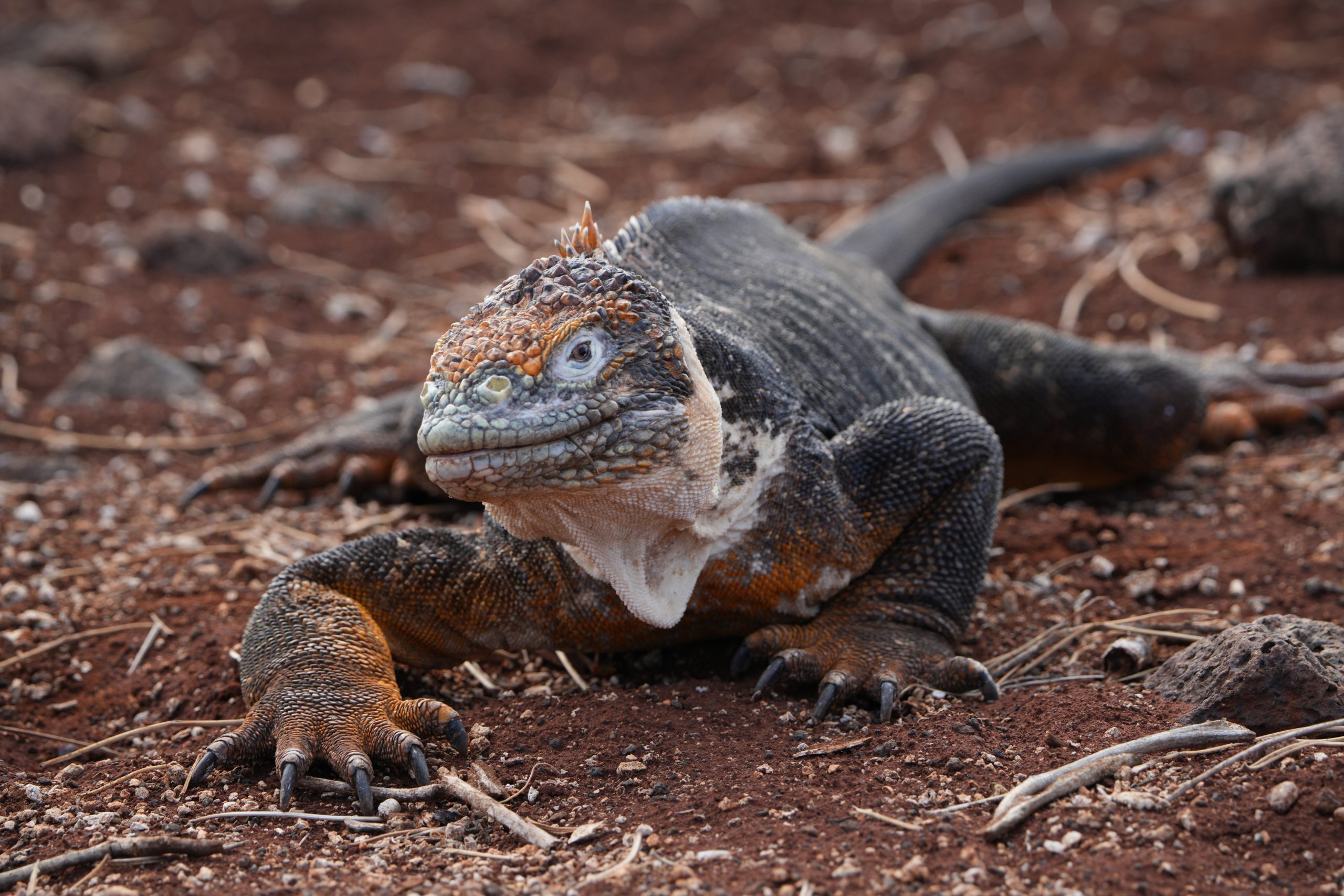 A land iguana rests on reddish volcanic soil, its orange and gray scales and spiny crest standing out against the rugged terrain. Galapagos 2025