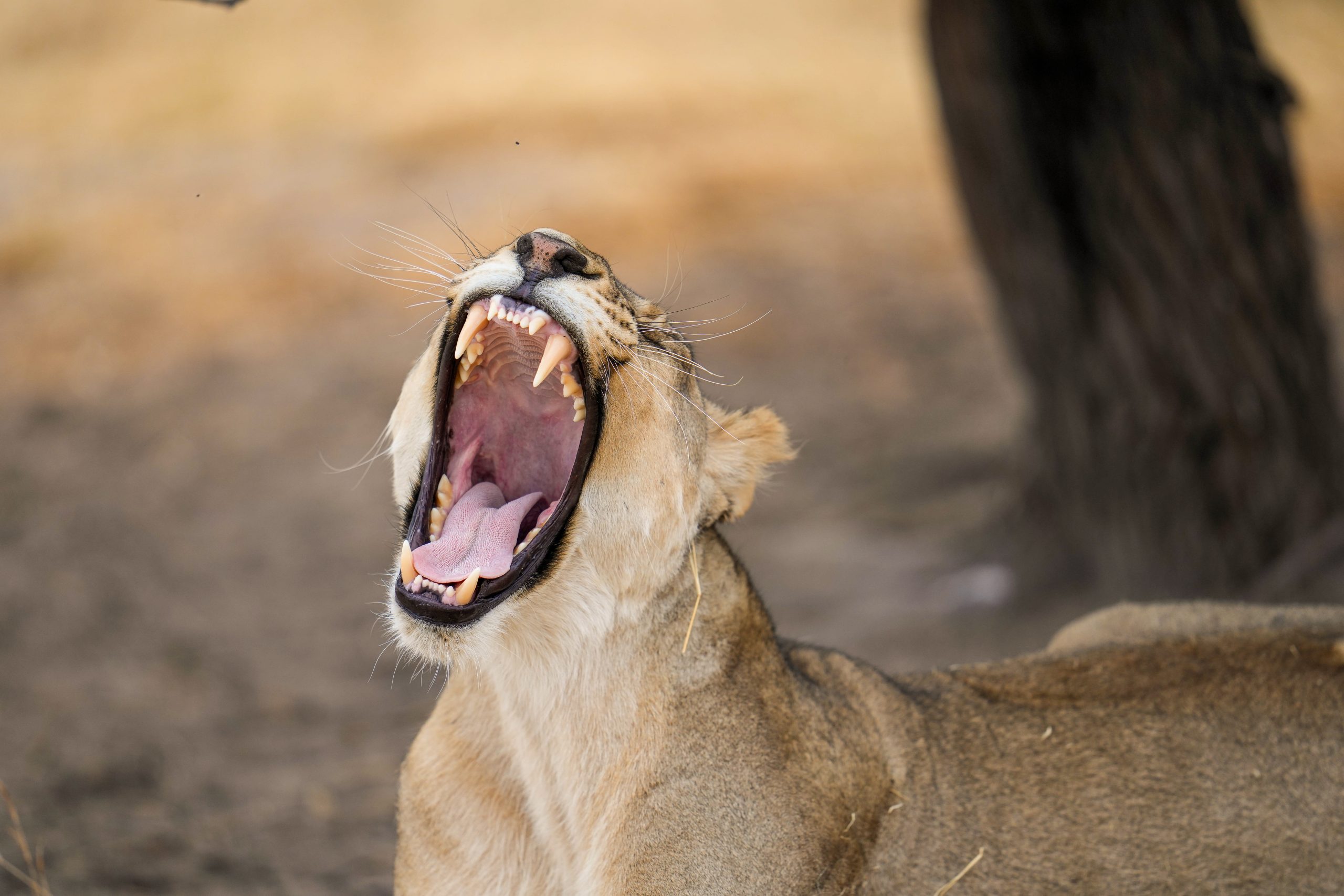 Lioness at Little Ongava, Namibia. October 2025