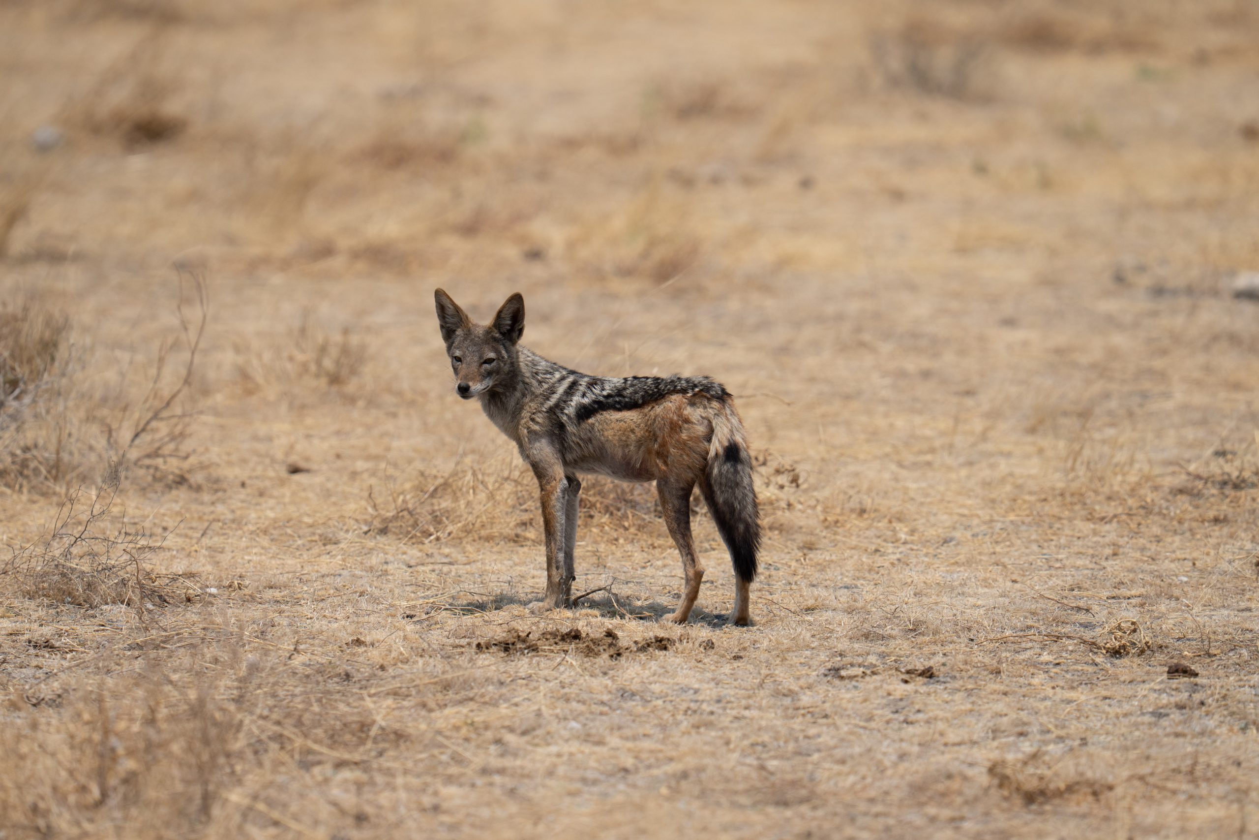 A black-backed jackal stands alert in a dry grassland, glancing toward the camera with its distinctive black-and-silver saddle marking contrasting against its tan coat. Namibia 2025