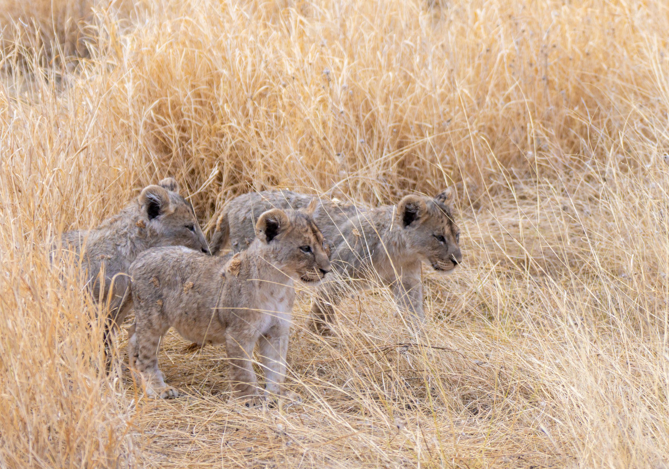 Lion cubs decide to take a walk away from mom while she sleeps. Ongava Private Reserve, Namibia. October 2025