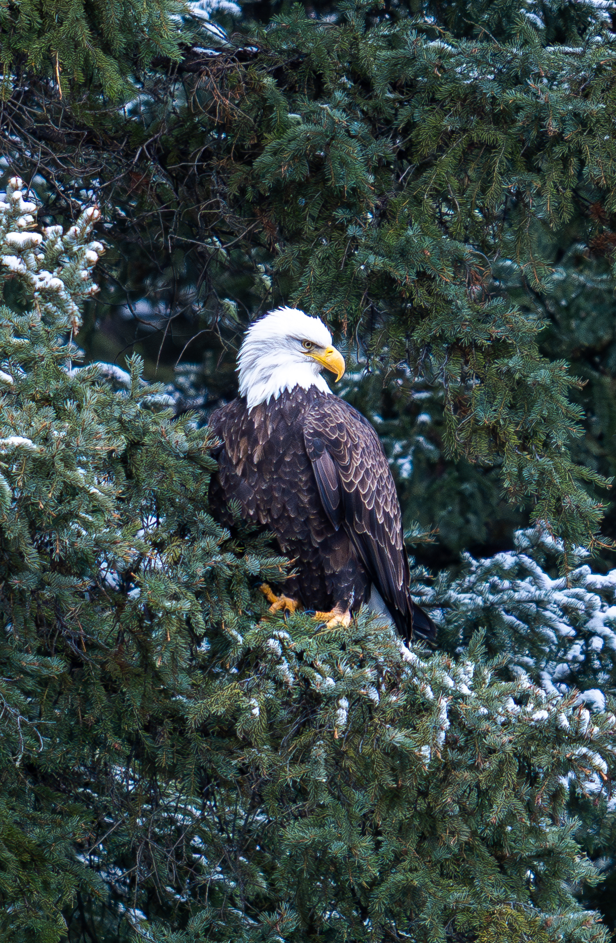 A bald eagle perched among snow-dusted evergreen branches, showing its white head, dark brown body, and bright yellow hooked beak. Gallitin River, Big Sky, Montana. January 2026