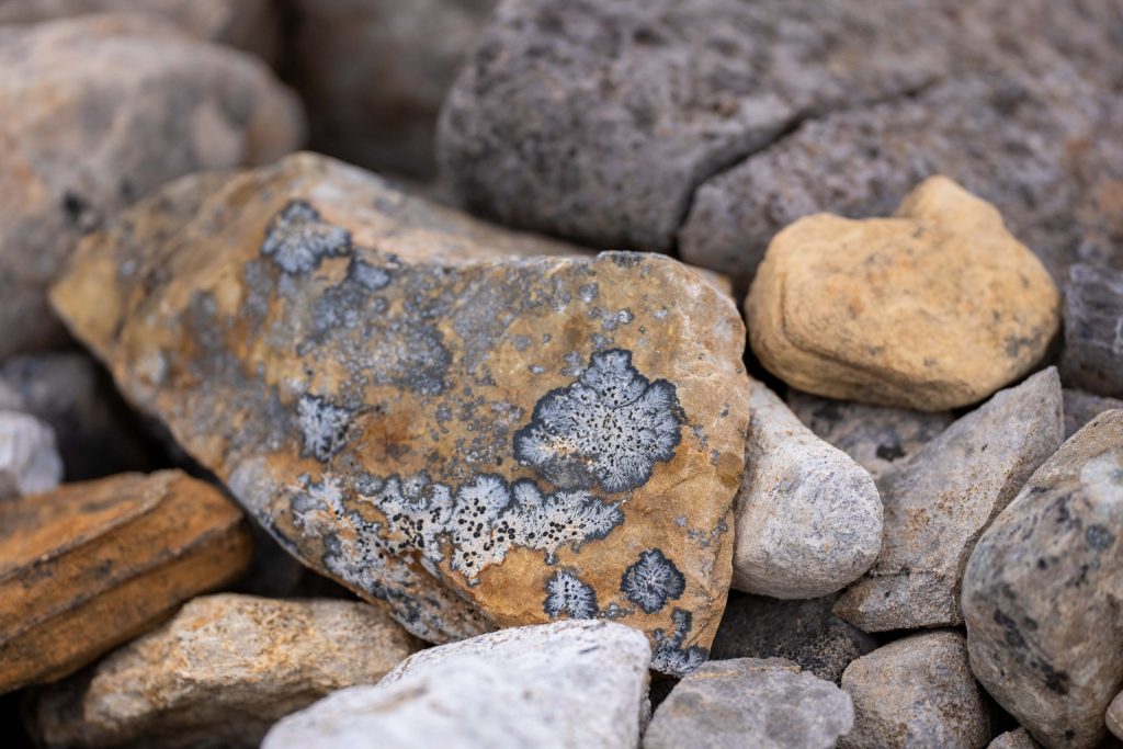Pale gray foliose lichens form intricate circular patterns across a weathered golden-brown rock surrounded by stones in Greenland’s Arctic landscape. 2026