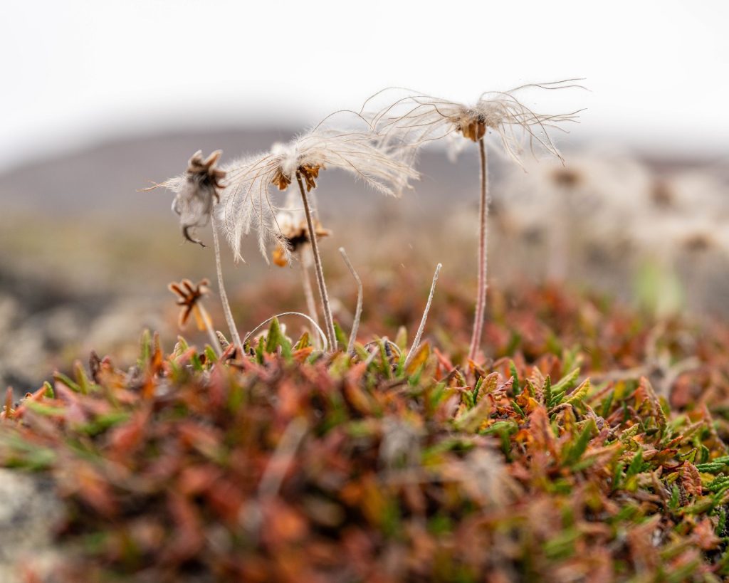 Feathery seed heads of mountain avens rise above low red and green Arctic vegetation in Greenland, photographed at ground level with a softly blurred landscape behind them. 2026