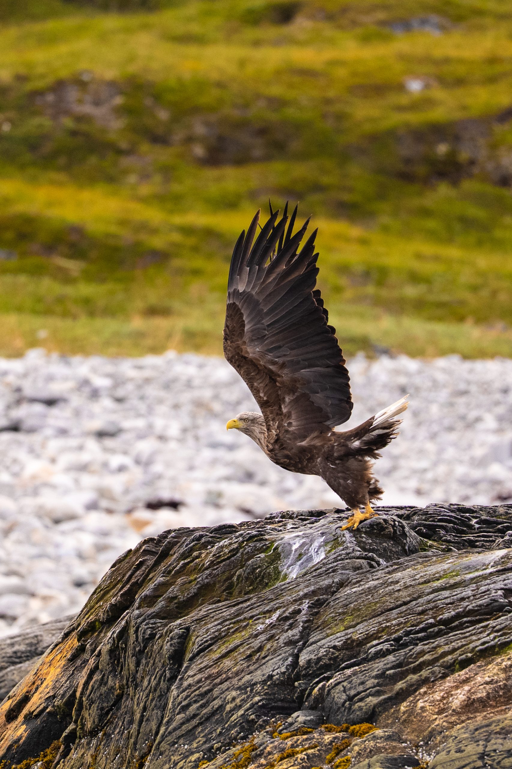 White-tailed eagle taking off from a rocky outcrop with its massive wings raised against the green coastal landscape of Greenland. August 2026