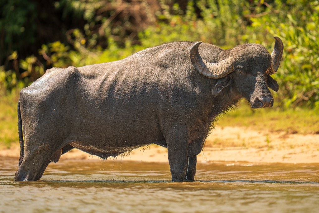 Water buffalo standing in shallow water in the Pantanal, Brazil, with sweeping curved horns and green vegetation behind it. 2026