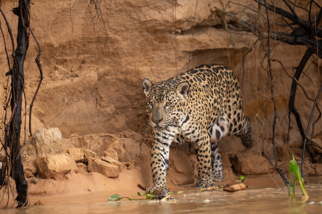 Jaguar emerging from a steep riverbank and stepping into the water in the Pantanal, Brazil. 2026