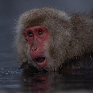 Japanese macaque resting in a hot spring, gazing upward with an expressive face just above the water. 2026
