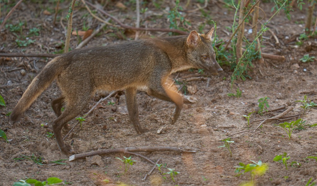Crab-eating fox walking through woodland habitat in Brazil’s Pantanal. 2026