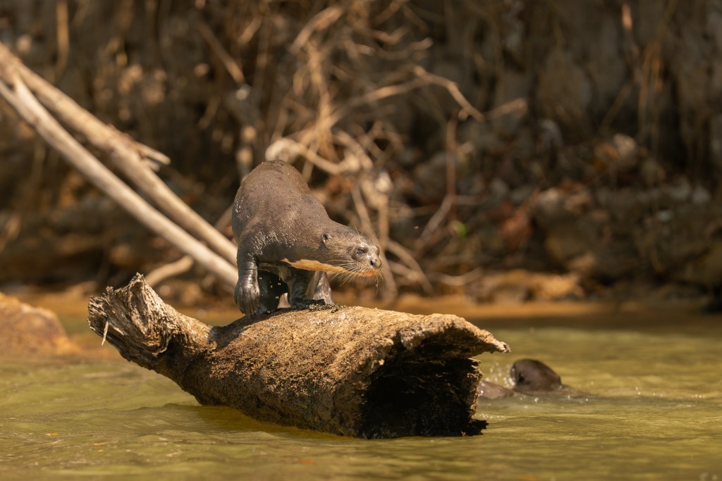 Giant river otter standing on a fallen log while a second otter swims behind it in the Pantanal, Brazil. 2026