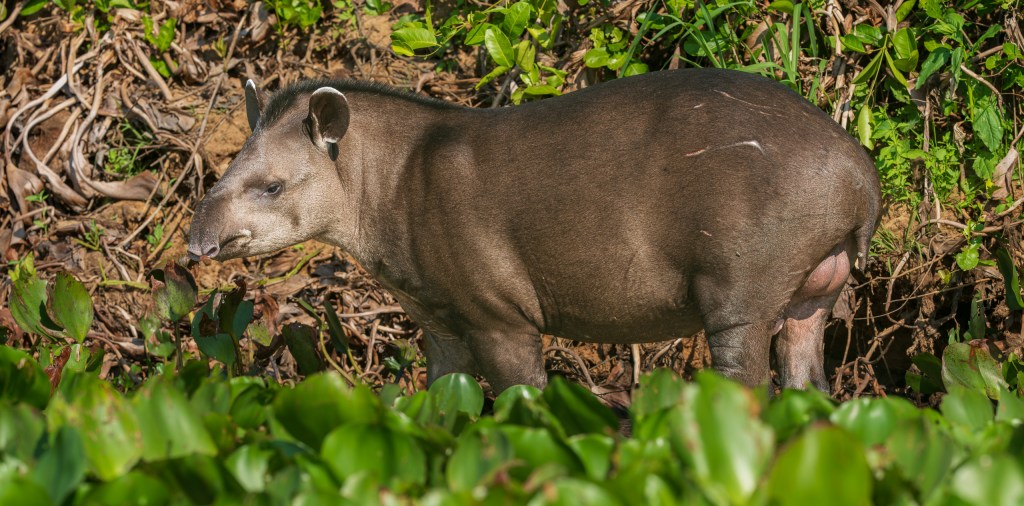 South American tapir standing among dense green vegetation in the Pantanal, Brazil. 2026