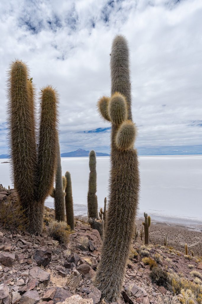 Towering giant cacti rise from the rocky slopes of Isla Incahuasi, overlooking Bolivia's vast Salar de Uyuni salt flats. Smaller cacti descend toward the white expanse beneath a cloud-filled Andean sky. 2026