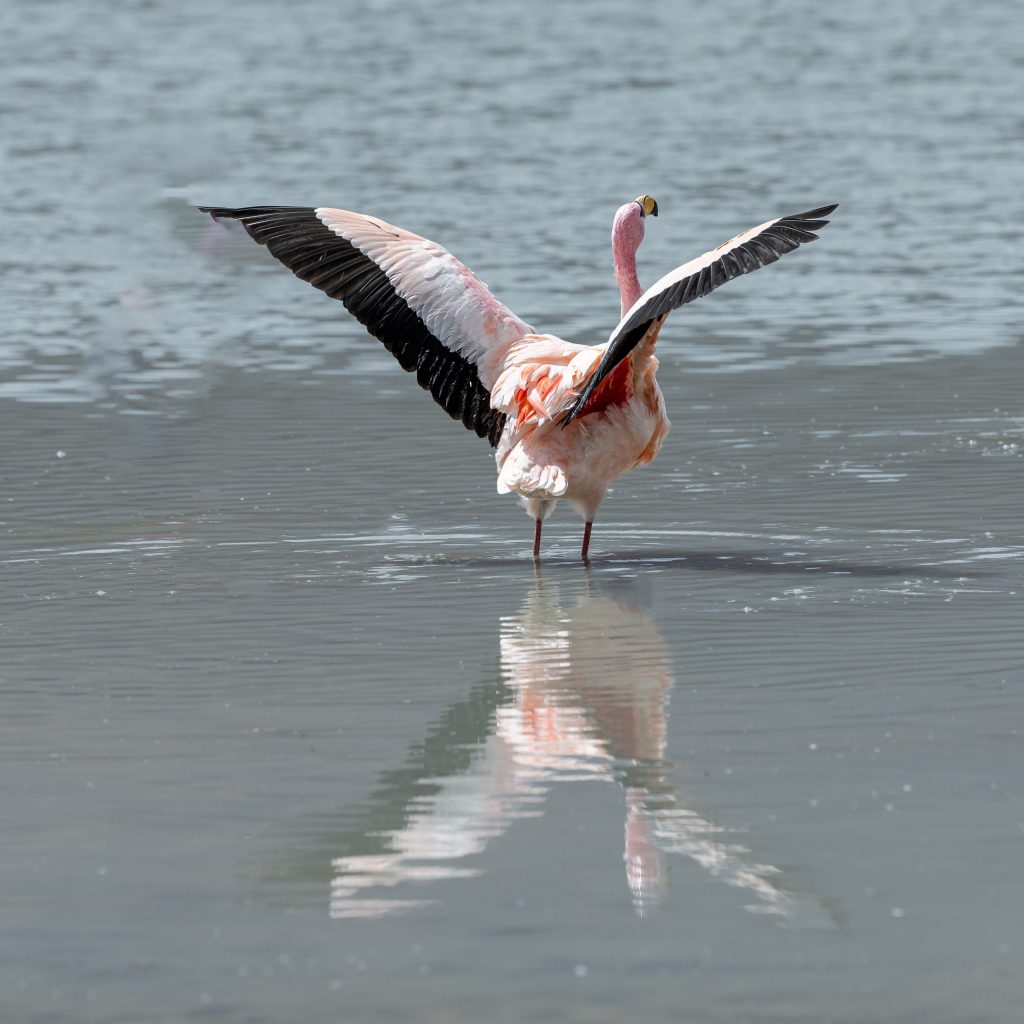 Andean flamingo standing in a shallow Bolivian Altiplano lagoon with its black, white, and pink wings fully extended, reflected in the rippling water below.