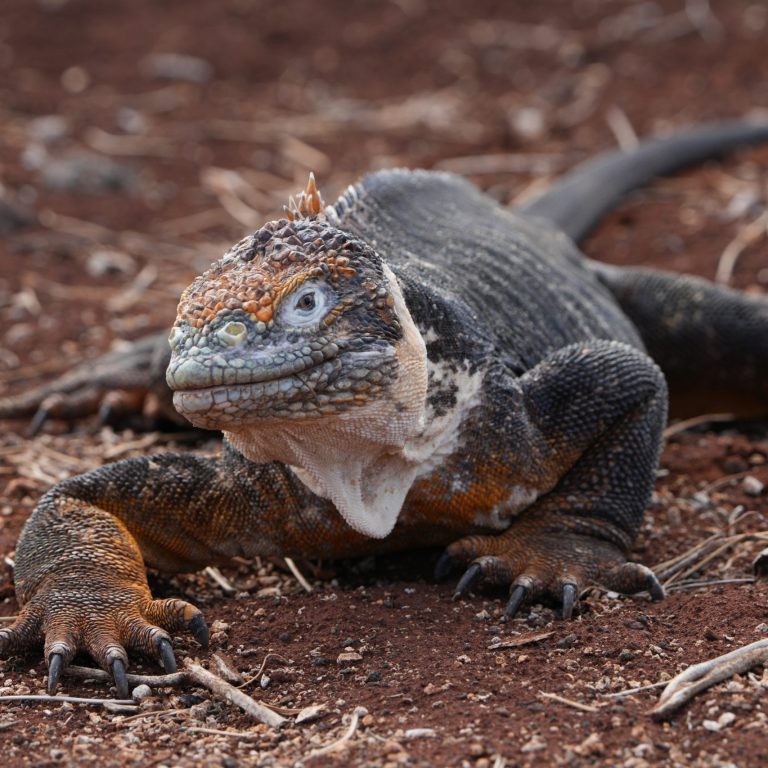 A land iguana rests on reddish volcanic soil, its orange and gray scales and spiny crest standing out against the rugged terrain. Galapagos 2025