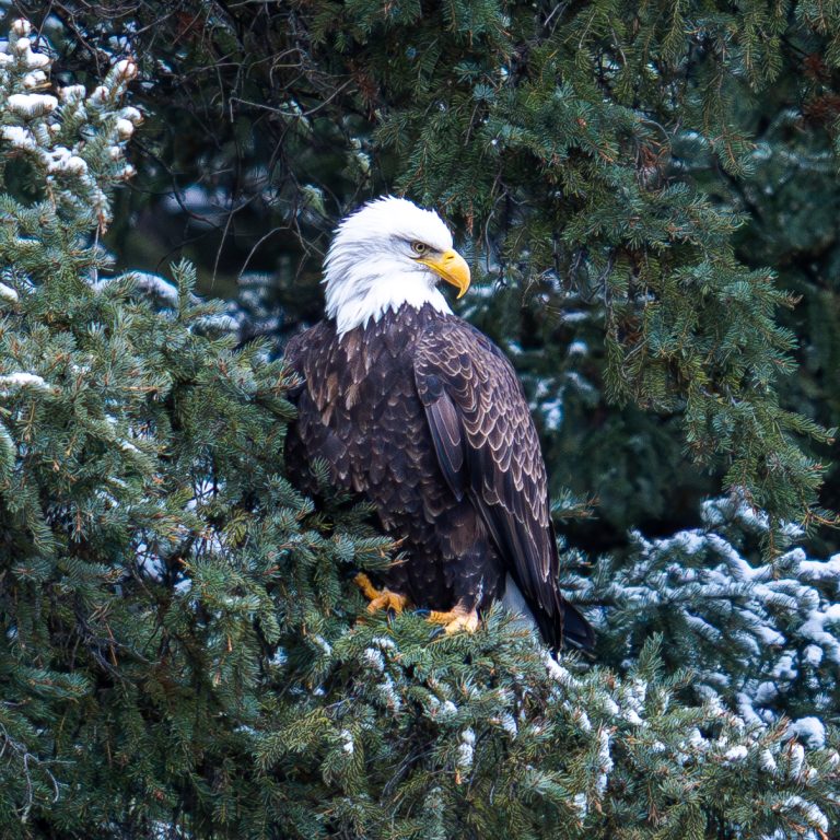 A bald eagle perched among snow-dusted evergreen branches, showing its white head, dark brown body, and bright yellow hooked beak. Gallitin River, Big Sky, Montana. January 2026